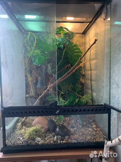 Террариум для рептилий бу