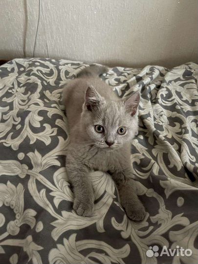 Британская