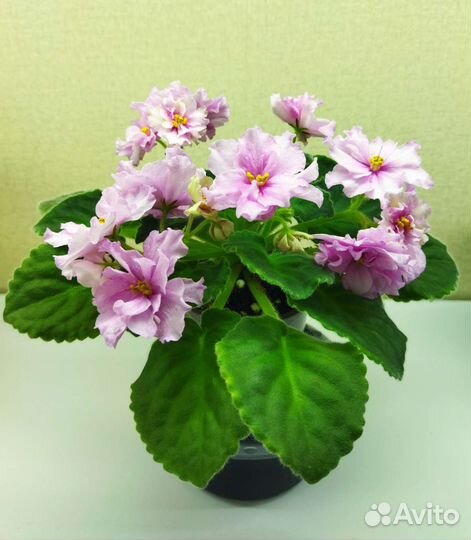 Цветущие фиалки