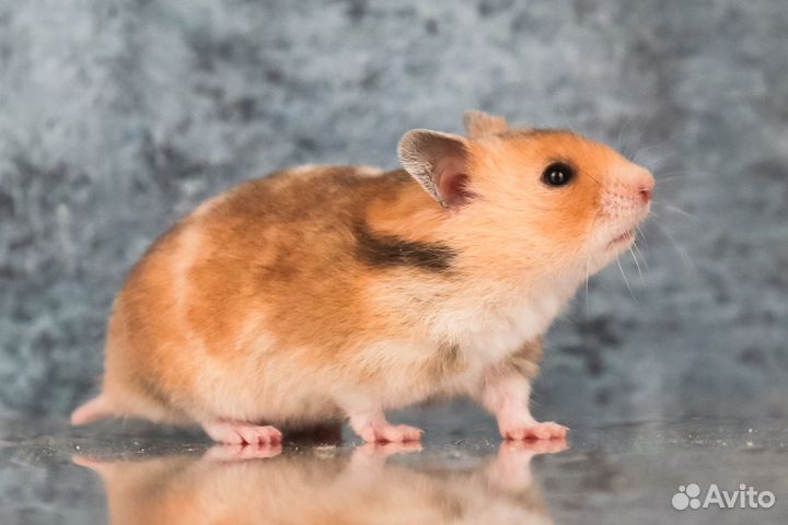 Сирийские Ангорские Умные Хомяки Джунгарики Клетки