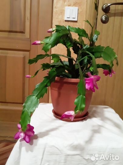 Комнатный цветок декабрист