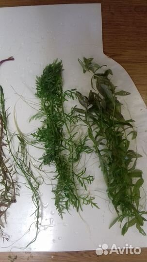 Живые растения разные набором в аквариум