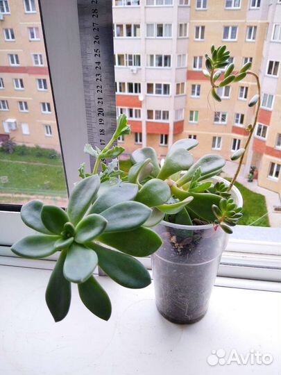 Суккуленты набор