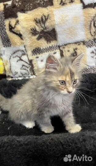Котенок (помесь сибирской кошки)