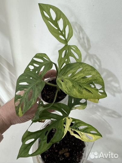 Монстера альба, елооу