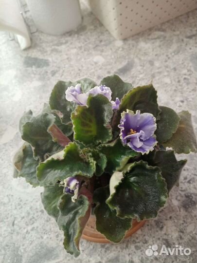 Фиалки цветущие в горшке