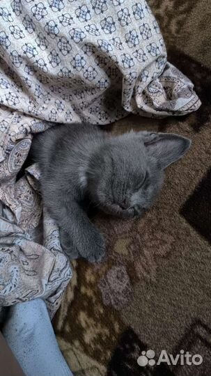 Котенок