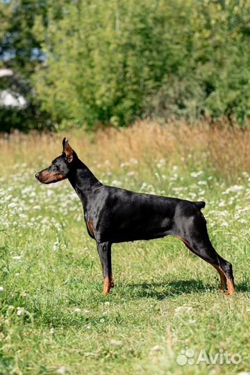 Профессиональный хендлер