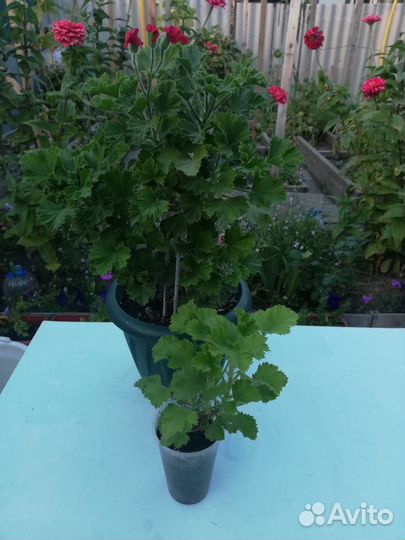 Пеларгония герань