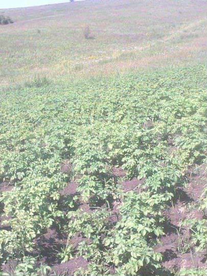 Участок 3 га (СНТ, ДНП)