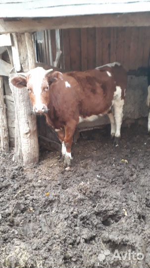 Продается тёлка (на молоко)