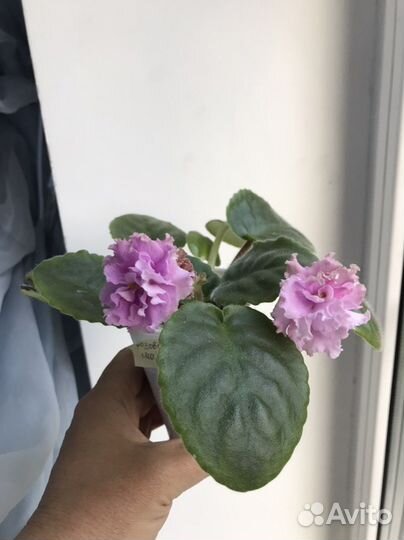 Комнатные цветы