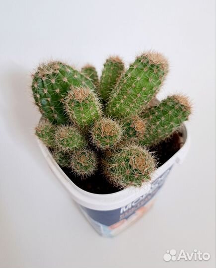 Кактус эхинопсис