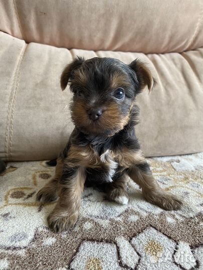 Йоркширский терьер