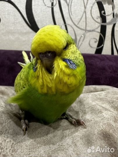 Птенцы выставочного волнистого попугая (ввп, чех)