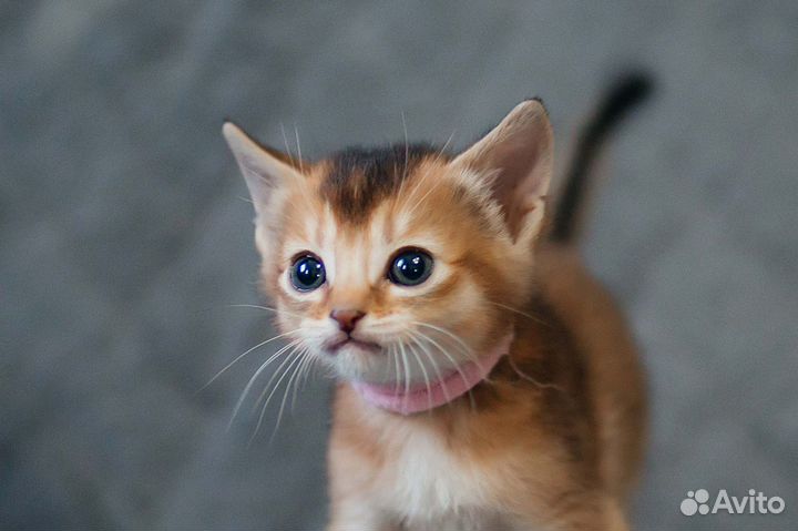 Абессиницы