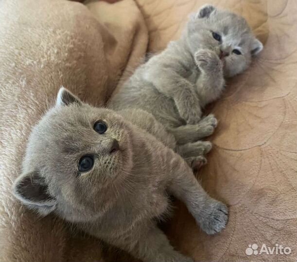 Приглашаем на вязку