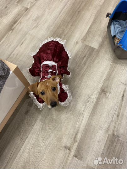 Платье для собаки