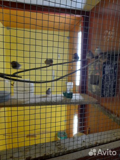 Зебровые амадины