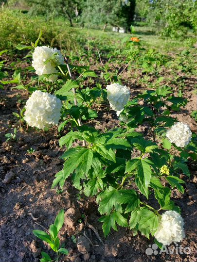 Калина бульдонеж