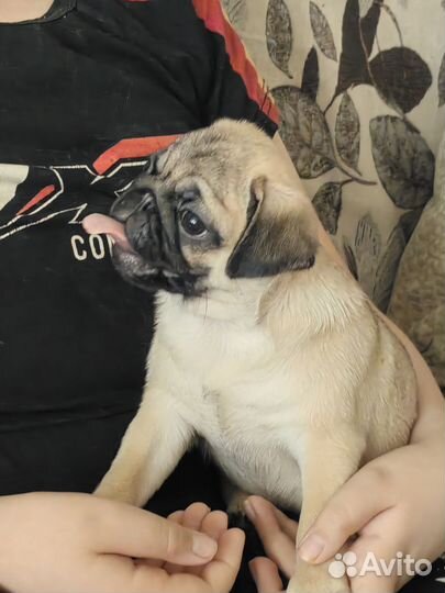 Щенки мопса РКФ