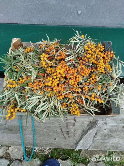 Облепиха Саженцы и Ягода