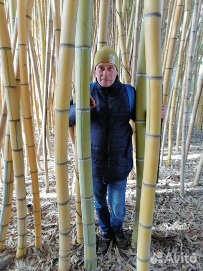 Саженцы бамбука(Phyllostachys Vivax Aureocaulis)