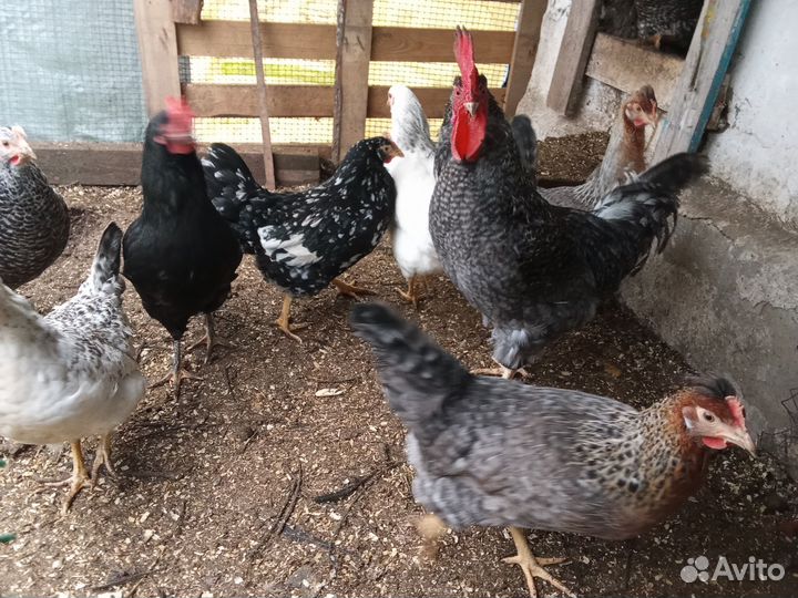 Куры молодки несушки домашние