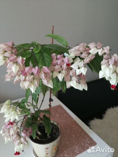 Клеродендрум Томпсона, черенки