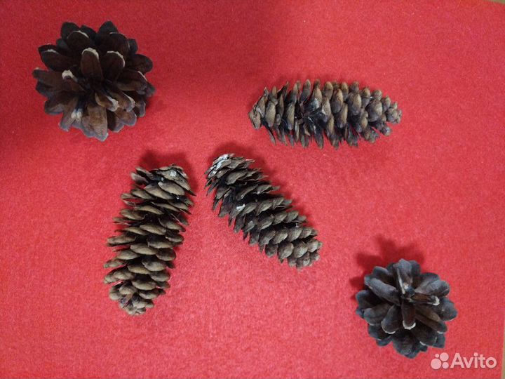 Продам сосновую или пихтовую шишку