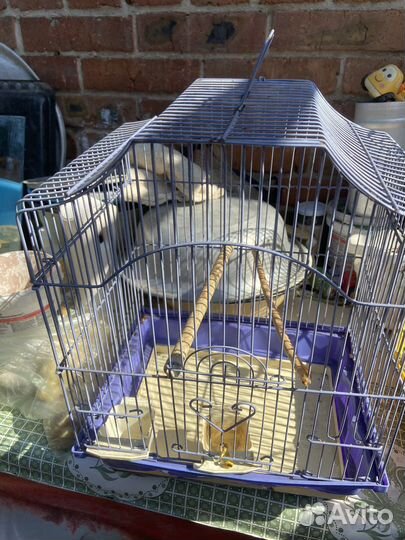 Клетка для попугая птичек
