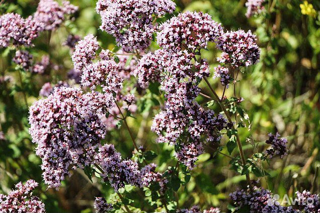 Травы для бани Запарки для бани