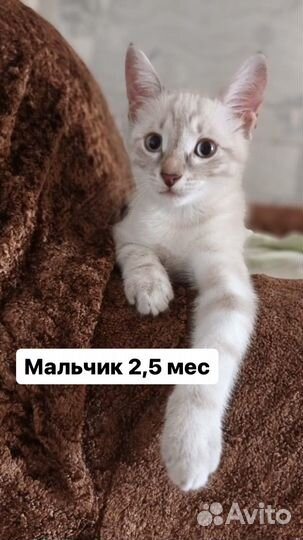 Котята красивучие ассорти