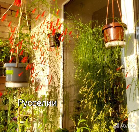 Домашние растения цветы