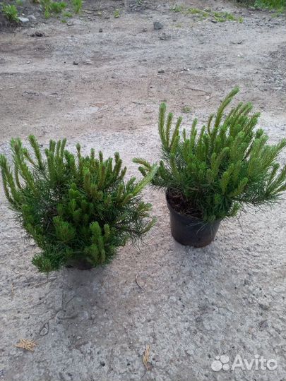 Горная сосна