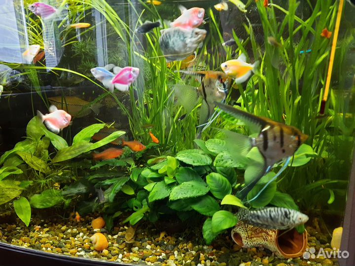 Продам аквариум