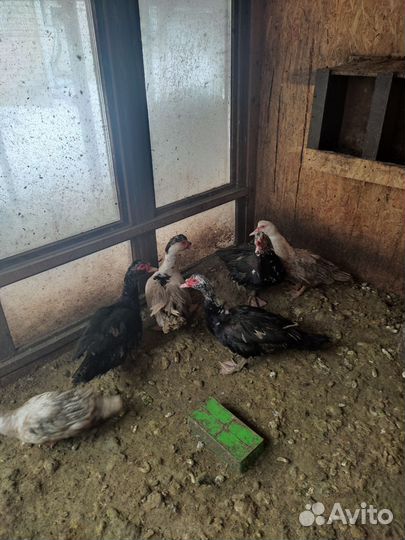 Семья селезень и пять уток(можно по штучно)