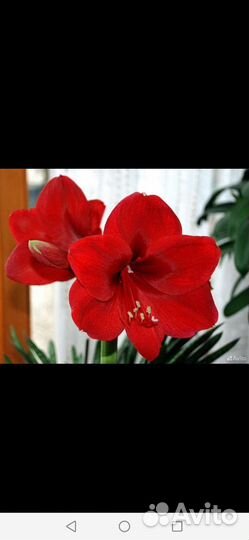 Гиппеаструм амариллис