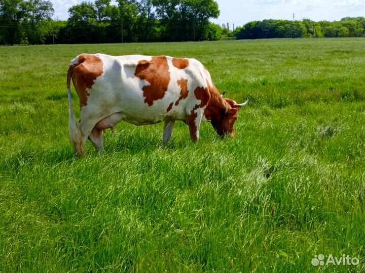 С/х животные коровы