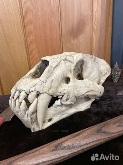 Череп вымершей саблезубой кошки (слепок)