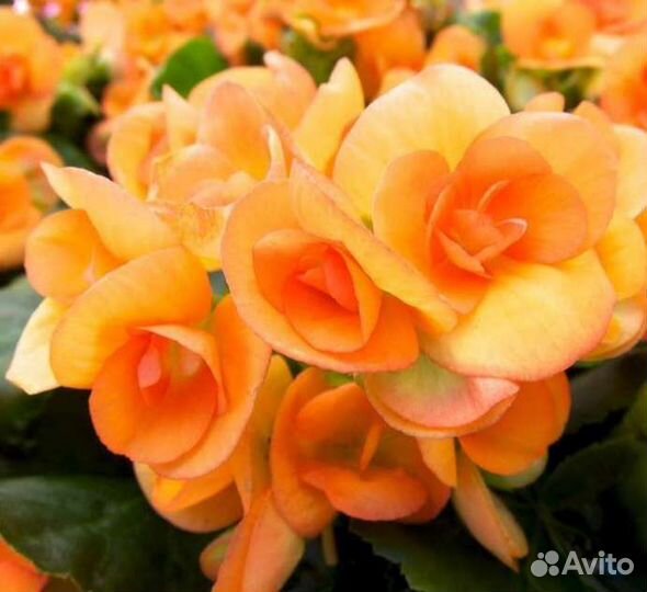 Бегония элатиор