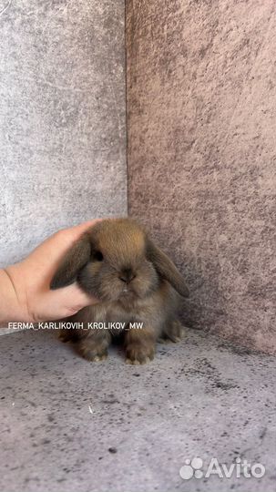 Малыши из питомника NHD и mini LOP