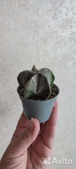 Кактусы и суккуленты