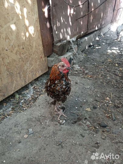 Петухи породы бентамки