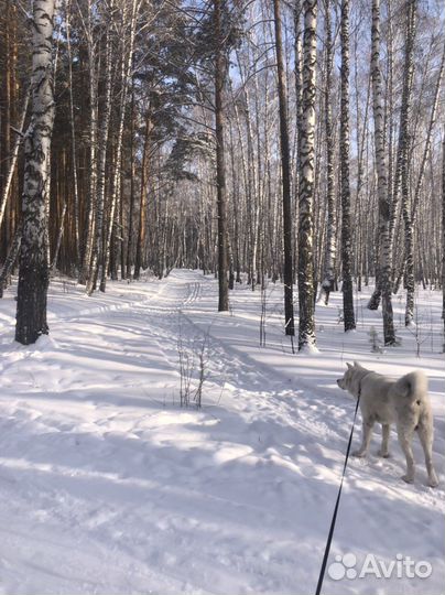Выписка жильцов с пмж