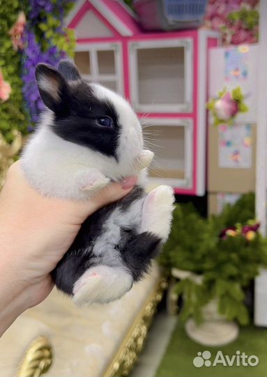 Мини кролики карликовые