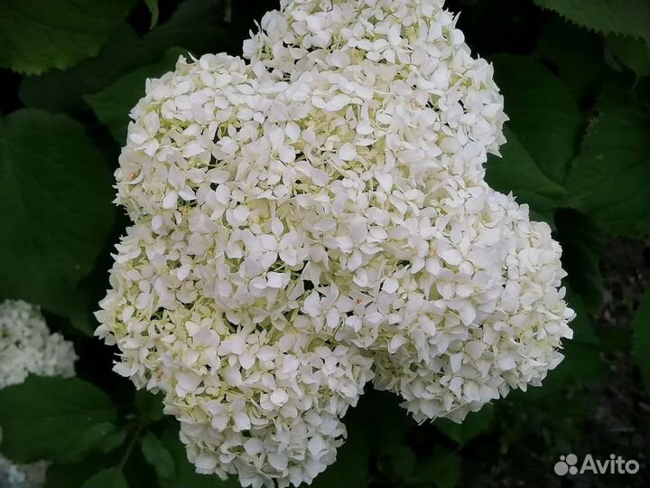 Цветы гортензия,примулы,спрашивайте