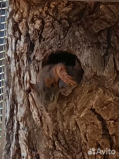 Белка бельчата