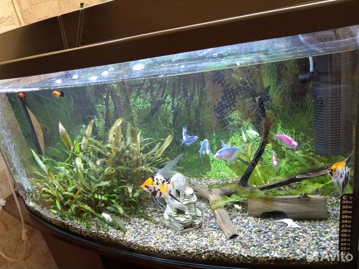 Аквариум