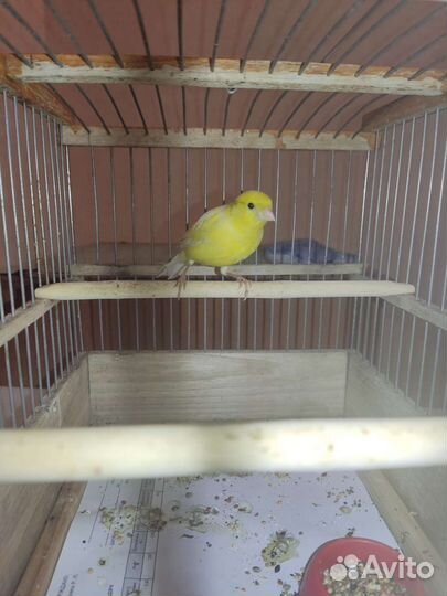 Кенар поющий